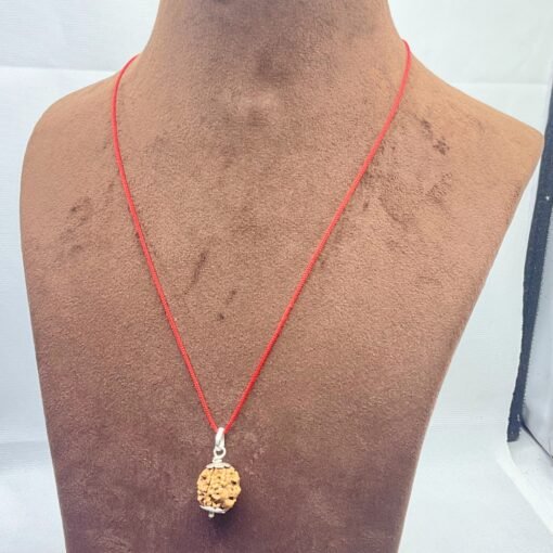 3-Mukhi-Rudraksha-Nepal-16.36-MM-LP-C.jpg