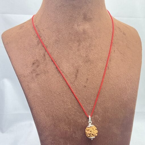 3-Mukhi-Rudraksha-Nepal-16.36-MM-RP-C.jpg