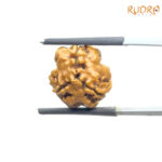 3 Mukhi Rudraksha Nepal ( 16.53 MM )