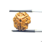 3 Mukhi Rudraksha Nepal ( 16.53 MM )