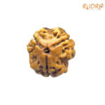 3 Mukhi Rudraksha Nepal ( 16.53 MM )