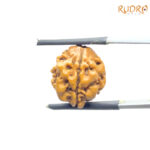 3 Mukhi Rudraksha Nepal ( 16.53 MM )