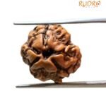 3 Mukhi Rudraksha Nepal ( 16.69 Mm )