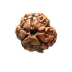 3 Mukhi Rudraksha Nepal ( 16.69 Mm )