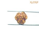 3-Mukhi-Rudraksha-Nepal-16.75-MM-BP-C.jpg