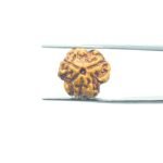 3-Mukhi-Rudraksha-Nepal-16.75-MM-MP-C.jpg