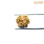 3-Mukhi-Rudraksha-Nepal-16.84-MM-BP-C.jpg