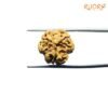 3 Mukhi Rudraksha Nepal ( 16.84 Mm ) 12 3-Mukhi-Rudraksha-Nepal-16.84-Mm-Lp-C.jpg