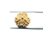3-Mukhi-Rudraksha-Nepal-16.84-MM-MP-C.jpg