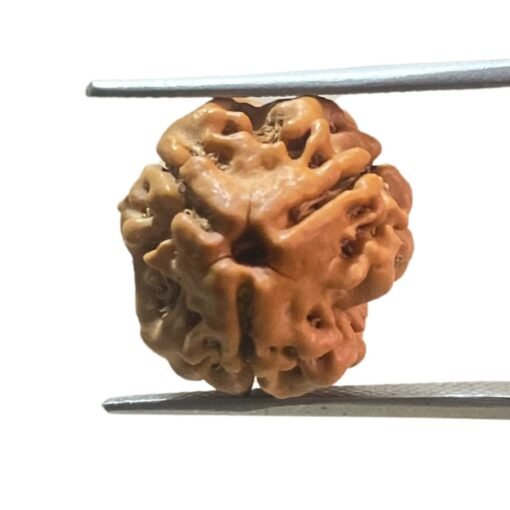 3 Mukhi Rudraksha Nepal ( 17.00 Mm )