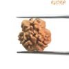 3 Mukhi Rudraksha Nepal ( 17.00 Mm ) 13 3 Mukhi Rudraksha Nepal ( 17.00 Mm )