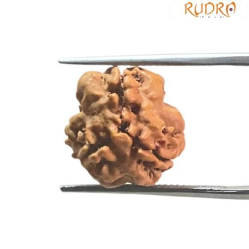 3 Mukhi Rudraksha Nepal ( 17.00 Mm )