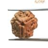 3 Mukhi Rudraksha Nepal ( 17.00 Mm ) 14 3 Mukhi Rudraksha Nepal ( 17.00 Mm )