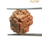 3 Mukhi Rudraksha Nepal ( 17.00 Mm )