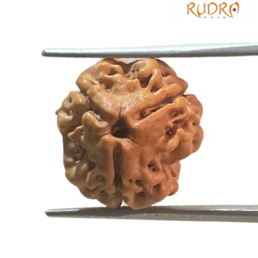 3 Mukhi Rudraksha Nepal ( 17.00 Mm )