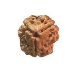 3 Mukhi Rudraksha Nepal ( 17.00 Mm )