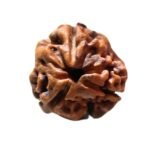 3 Mukhi Rudraksha Nepal (17.75 Mm )