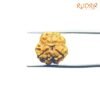 3-Mukhi-Rudraksha-Nepal-17.78-Mm-Bp-C.jpg
