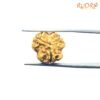 3-Mukhi-Rudraksha-Nepal-17.78-Mm-Fp-C.jpg