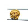 3-Mukhi-Rudraksha-Nepal-17.78-Mm-Mp-C.jpg