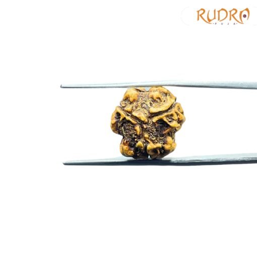 3-Mukhi-Rudraksha-Nepal-17.87-Mm-Rp-C.jpg