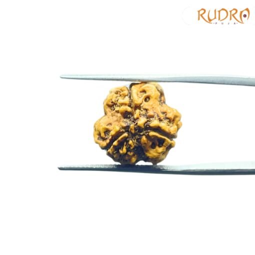 3-Mukhi-Rudraksha-Nepal-18.10-Mm-Bp-C.jpg