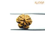 3-Mukhi-Rudraksha-Nepal-18.10-Mm-Fp-C.jpg