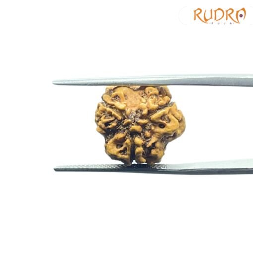 3-Mukhi-Rudraksha-Nepal-18.10-Mm-Lp-C.jpg