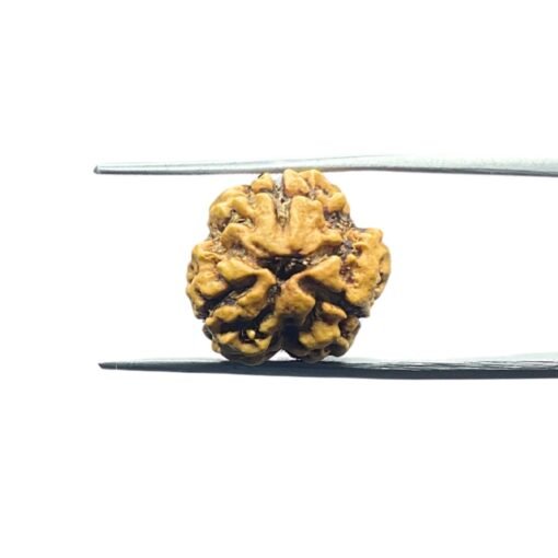 3-Mukhi-Rudraksha-Nepal-18.10-Mm-Mp-C.jpg
