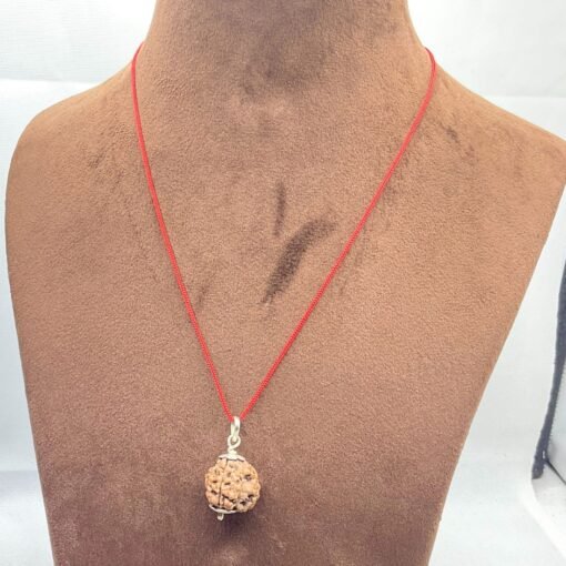 3-Mukhi-Rudraksha-Nepal-18.40-MM-LP-C.jpg