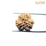 3-Mukhi-Rudraksha-Nepal-18.64-Mm-Bp-C.jpg
