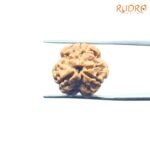 3-Mukhi-Rudraksha-Nepal-18.64-Mm-Fp-C.jpg