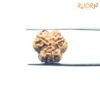 3 Mukhi Rudraksha Nepal ( 18.64 Mm ) 10 3-Mukhi-Rudraksha-Nepal-18.64-Mm-Lp-C.jpg