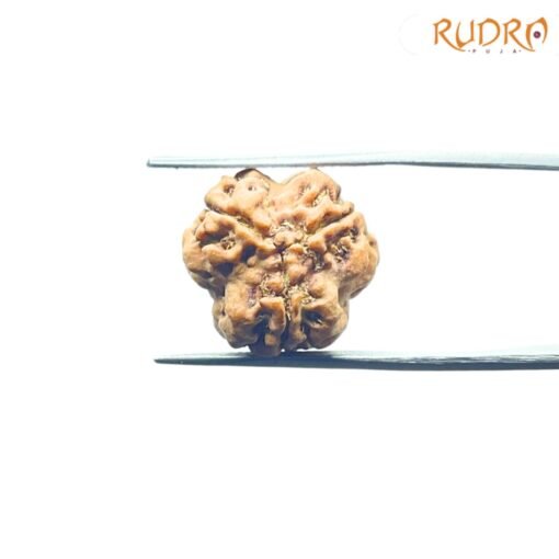 3-Mukhi-Rudraksha-Nepal-18.64-Mm-Lp-C.jpg