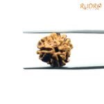 3-Mukhi-Rudraksha-Nepal-18.65-Mm-Rp-C.jpg