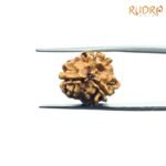 3 Mukhi Rudraksha Nepal ( 18.65 Mm )