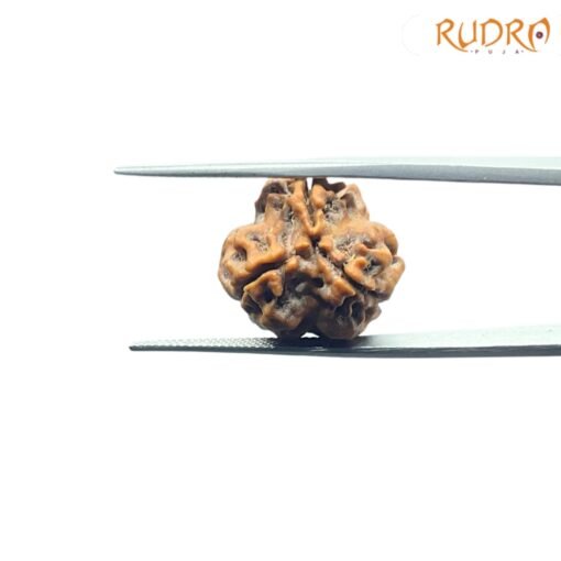 3-Mukhi-Rudraksha-Nepal-18.88Mm-Bp-C.jpg