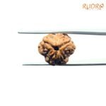 3-Mukhi-Rudraksha-Nepal-18.88Mm-Fp-C.jpg
