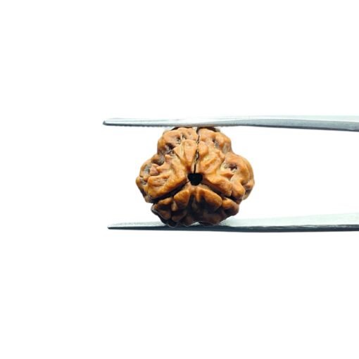 3-Mukhi-Rudraksha-Nepal-18.88Mm-Mp-C.jpg
