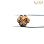 3-Mukhi-Rudraksha-Nepal-18.88Mm-Rp-C.jpg