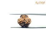3-Mukhi-Rudraksha-Nepal-18.95-Mm-Fp-C.jpg