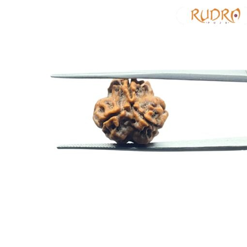 3-Mukhi-Rudraksha-Nepal-18.95-Mm-Fp-C.jpg