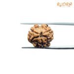 3-Mukhi-Rudraksha-Nepal-18.95-MM-LP-C.jpg