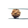 3-Mukhi-Rudraksha-Nepal-18.95-Mm-Mp-C.jpg