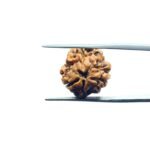 3-Mukhi-Rudraksha-Nepal-18.95-MM-MP-C.jpg