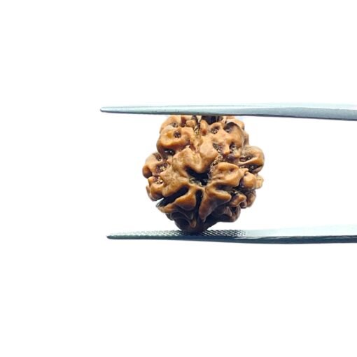 3-Mukhi-Rudraksha-Nepal-18.95-Mm-Mp-C.jpg