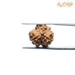 3-Mukhi-Rudraksha-Nepal-18.95-Mm-Rp-C.jpg