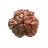 3 Mukhi Rudraksha Nepal ( 19.00 Mm ) 15 3 Mukhi Rudraksha Nepal ( 19.00 Mm )