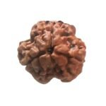 3 Mukhi Rudraksha Nepal ( 19.00 Mm )