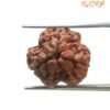 3 Mukhi Rudraksha Nepal ( 19.00 Mm ) 14 3 Mukhi Rudraksha Nepal ( 19.00 Mm )